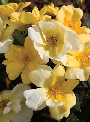 Rosa  (The Sunny Knock Out Rose)